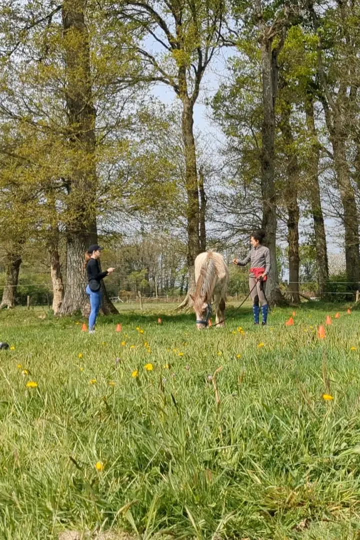 Cours d'équitation monitrice indépendante